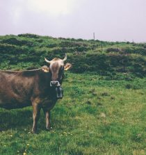 cencerros para animales