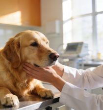 Mejor centro veterinario en Marbella