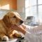 Mejor centro veterinario en Marbella