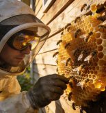 A quién llamar para quitar un panal de abejas