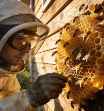 A quién llamar para quitar un panal de abejas